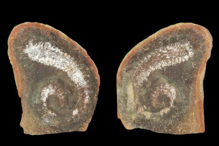 Didontogaster Fossil Worm (Pos/Neg) - Mazon Creek #101526